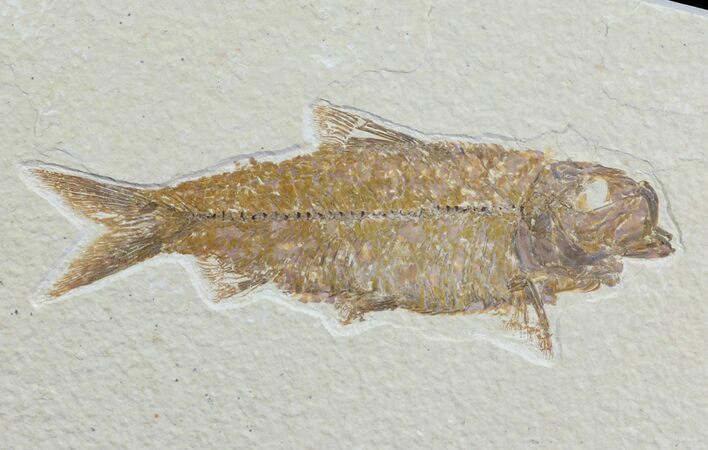 Detailed, Knightia Fossil Fish - Wyoming #78303